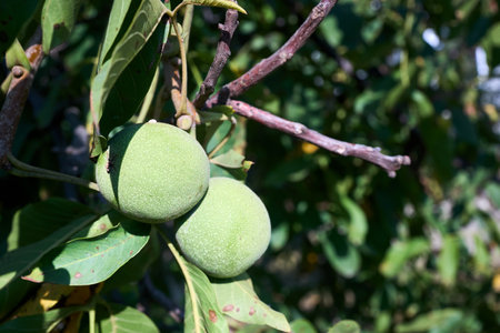 Juglans regia, Persian or English or Carpathian walnut, Madeira walnut or common walnut green fruits in autumn. Old World walnut tree native to from Caucasus to Kashmir.の写真素材