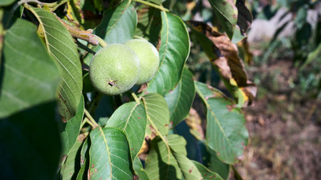 Juglans regia, Persian or English or Carpathian walnut, Madeira walnut or common walnut green fruits in autumn. Old World walnut tree native to from Caucasus to Kashmir. 16x9 closeup shotの写真素材