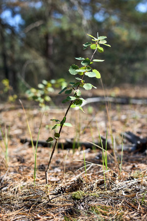Populus tremula commonly called aspen, common aspen, Eurasian, European or quaking aspen young growth selective focus forest shot. Species of poplar native to cool temperate regions of Old World.の写真素材