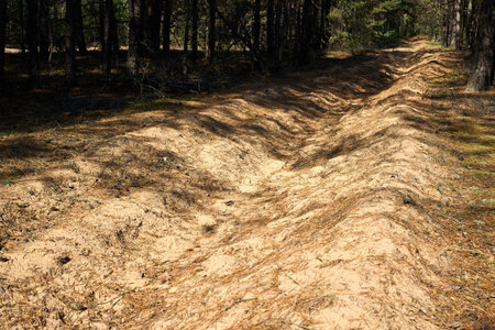 Fuel breaks are strips of landover metre wide cleared of flammable material and upper humus layer. Fuel break prevents ground fire spreading, repeating harrowing or ploughing during fire season.の写真素材