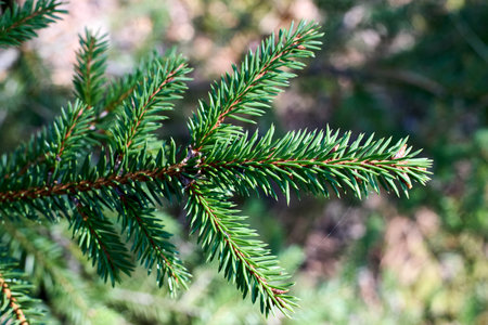 Green sprout of the European spruce. Picea abies, the Norway spruce or European spruce species of spruce native to Northern, Central and Eastern Europe.の写真素材