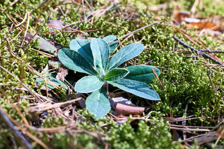 Pilosella officinarum or Hieracium pilosella mouse-ear hawkweed yellow flowered species of flowering plant in daisy family Compositae or Asteraceae native to Europe and northern Asia.の写真素材