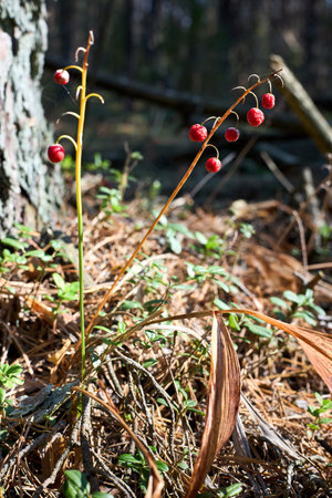 Lily of the valley or Convallaria majalis or lily-of-the-valley woodland flowering plant fruits small orange red berry. All parts of the plant are potentially poisonous.の写真素材