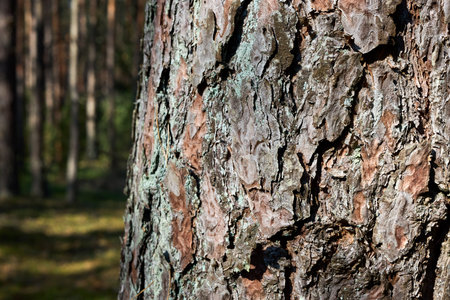 Pine bark of old pine tree sun illuminated close up over out of focus pine forest background with copyspace. Pine or Pinus of family Pinaceae.の写真素材