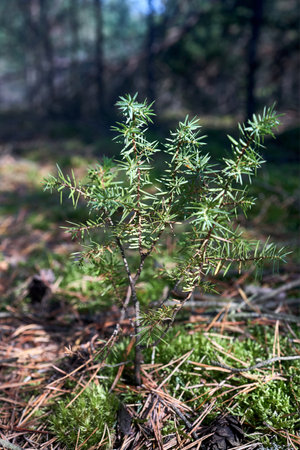 Juniperus communis, common juniper young growth or shrub in cypress family Cupressaceae. Evergreen conifer with largest geographical range and circumpolar distribution throughout Northern Hemisphere.の写真素材