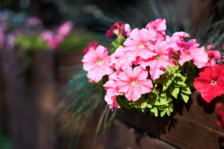 Petunia x atkinsiana or Petunia hybrida plant nothospecies hybrid, which encompasses all hybrid species of petunia between axillaris and integrifolia. Flower pots with colorful petunia outdoorsの写真素材