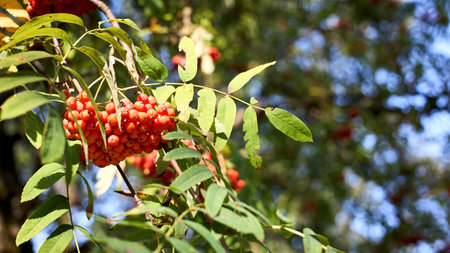 Sorbus aucuparia or rowan and mountain ash, species of deciduous tree or shrub in the rose family. Ripe fruits in leafage of Sorbus aucuparia in Autumn, 16x9.の写真素材