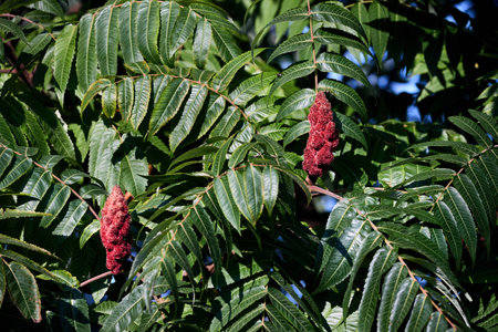 Rhus typhina, staghorn sumac, flowering plant in family Anacardiaceae, native to eastern North America, invasive species in some parts of the world. Two red flowers over green foliage background.の写真素材
