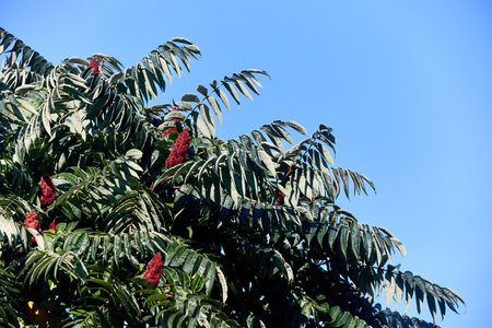 Rhus typhina, staghorn sumac, flowering plant in family Anacardiaceae, native to eastern North America, invasive species in some parts of world. Reddish drupes occur in dense infructescences flowers.の写真素材