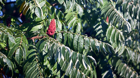 Rhus typhina, staghorn sumac, flowering plant in family Anacardiaceae, native to eastern North America, invasive species in some parts of world. Reddish drupes occur in dense infructescences flowers.の写真素材