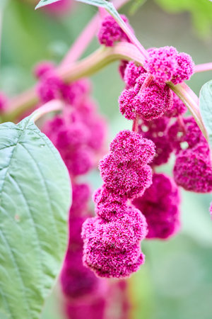 Amaranthus caudatus or Amaranthus edulis, mantegazzianus annual flowering plant. Names such as love lies bleeding, pendant amaranth, tassel flower, velvet flower, foxtail amaranth quelite.の写真素材