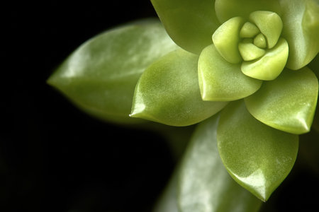 Succulent Sedum adolphi or echeveria adolphii coppertone stonecrop or golden Sedum, species of succulent plant in family Crassulaceae. Floral background selective focus image with copyspace.の写真素材