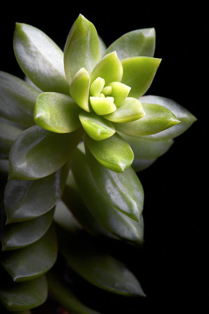 Succulent Sedum adolphi or echeveria adolphii coppertone stonecrop or golden Sedum, species of succulent plant in family Crassulaceae. Floral background selective focus vertical image with copyspace.の写真素材
