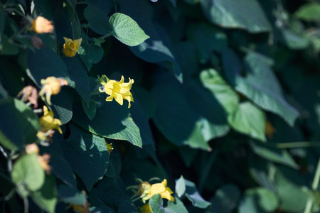 Thladiantha dubia, Manchu gourd herbaceous perennial vine of the gourd family, sometimes grown as medicinal plant, or as an ornamental plant, growing in churchyardsの写真素材
