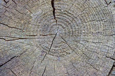 Stump covered with lichen. Closeup weathered rough old log covered with lichens rough texture countryside tree annual rings and cracks.の写真素材