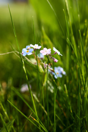 Close up wild Forget-me-not, Myosotis flower. Blue and pink flowers and green leaves selective focus shot in summer garden. Myosotis scorpioides, perennial and common in Europe in natural meadows.の写真素材