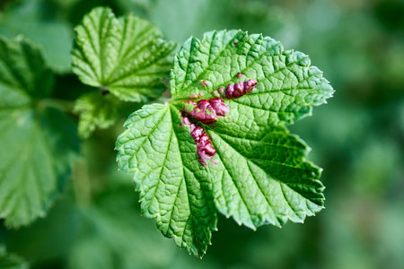 Red currant aphid or Cryptomyzus ribis produces raised and vaulted leaf galls on the leaves of redcurrant Ribes rubrum. The galls are broadly open on the underside where the aphids live.の写真素材