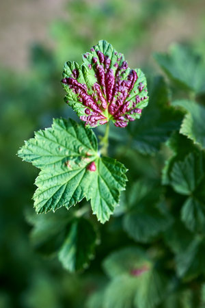 Red currant aphid or Cryptomyzus ribis produces raised and vaulted leaf galls on the leaves of redcurrant Ribes rubrum. The galls are broadly open on the underside where the aphids live.の写真素材