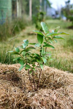 Honeysuckle small seedling with mulch in the trunk circle selective focus close up shot. Honeysuckles are arching shrubs or twining vines in genus Lonicera of family Caprifoliaceae.の写真素材
