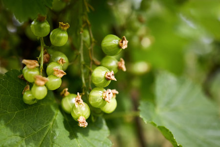 Unripe red currant or Ribes Rubrum berries on branch close up of sweet red currant cluster ready to harvest. Selective focus shot with copyspace.の写真素材