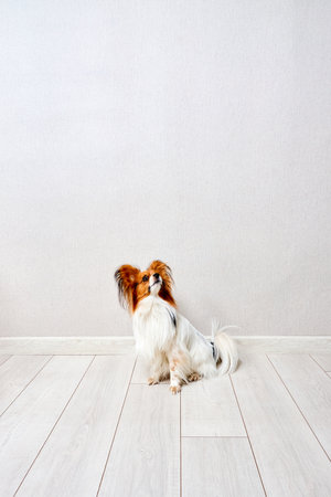 Cute white with brown head Papillon or Continental Toy spaniel dog sitting facing front on floor over gray background with copyspace.の写真素材