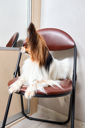 Cute white with brown head Papillon or Continental Toy spaniel dog sitting facing side on chair over gray backgroundの写真素材