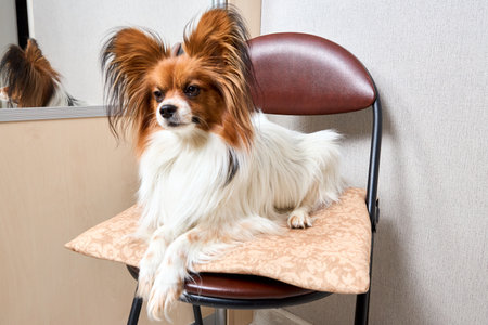 Cute white with brown head Papillon or Continental Toy spaniel dog sitting facing front with reflection in mirror on chair over gray background.の写真素材