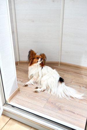 White with brown head Papillon or Continental Toy spaniel dog laying facing up on floor over gray background with copyspace.の写真素材