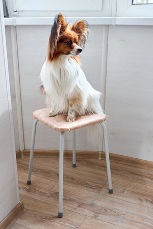 Cute white with brown head Papillon or Continental Toy spaniel dog sitting facing side on chair over gray backgroundの写真素材