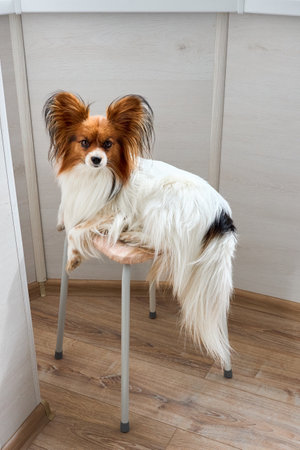 Cute white with brown head Papillon or Continental Toy spaniel dog sitting facing front on chair over gray backgroundの写真素材