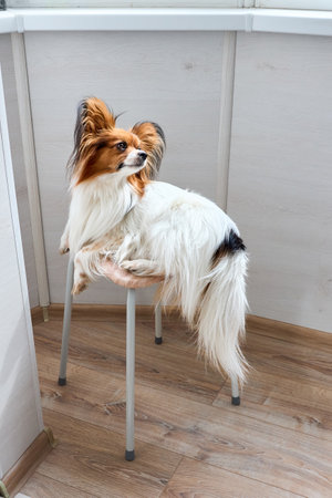 Cute white with brown head Papillon or Continental Toy spaniel dog sitting facing side on chair over gray backgroundの写真素材
