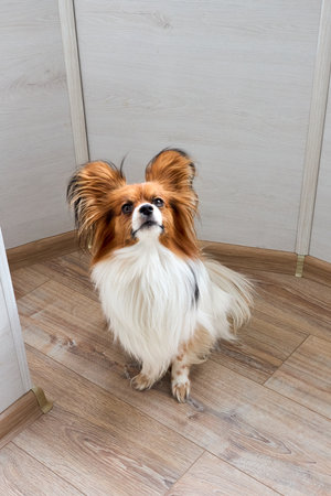 Cute white with brown head Papillon or Continental Toy spaniel dog sitting facing up on floor over gray background with copyspaceの写真素材