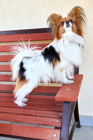 Tricolor papillon dog standing on a bench close-up, toy continental spaniel with copyspace.の写真素材