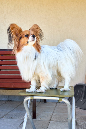 Tricolor papillon dog squints standing on a stool close-up, toy continental spaniel with copyspace.の写真素材