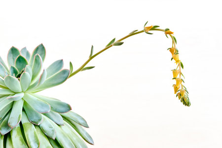 Echeveria pulidonis succulent plant with yellow flowers in bloom close up over light background. Echeveria pulidonis or Stone Rose flowering plant in Crassulaceae family native to central Mexico.の写真素材