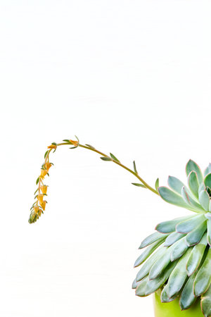 Echeveria pulidonis succulent plant with yellow flowers in bloom close up over light background. Echeveria pulidonis or Stone Rose flowering plant in Crassulaceae family native to central Mexico.の写真素材