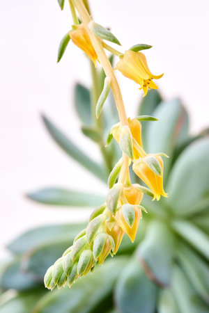 Echeveria pulidonis succulent plant with yellow flowers in bloom close up over light background. Echeveria pulidonis or Stone Rose flowering plant in Crassulaceae family native to central Mexico.の写真素材