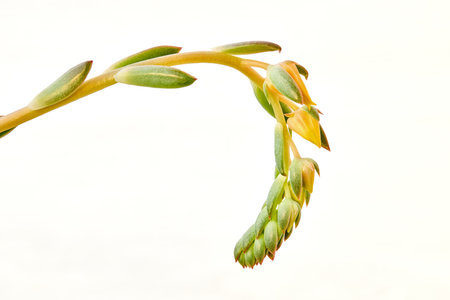 Echeveria pulidonis succulent plant with yellow flowers in bloom close up over light background. Echeveria pulidonis or Stone Rose flowering plant in Crassulaceae family native to central Mexico.の写真素材