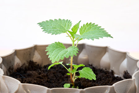Green leaf plant little bush in pot over white desk backgroundの写真素材