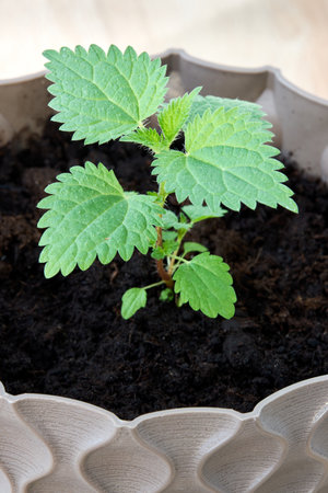 Green leaf plant little bush in pot over white desk backgroundの写真素材