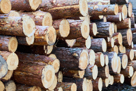 Piles logs of pine trees stacked in logging area texture. Deforestation and forest destruction concept. Timber harvestingの写真素材