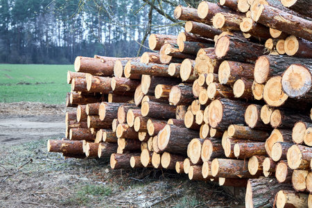 Piles logs of pine trees stacked in logging area in spring forest. Deforestation and forest destruction concept. Timber harvesting. Selective focus shot with copy spaceの写真素材