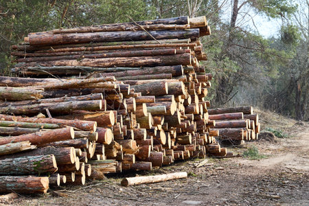 Piles logs of pine trees stacked in logging area in spring forest. Deforestation and forest destruction concept. Timber harvesting. Selective focus shot with copy spaceの写真素材