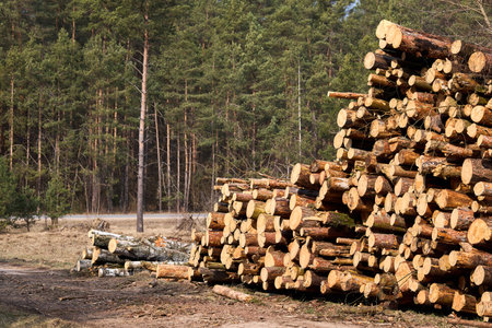 Piles logs of pine trees stacked in logging area in spring forest. Deforestation and forest destruction concept. Timber harvesting. Selective focus shot with copy spaceの写真素材