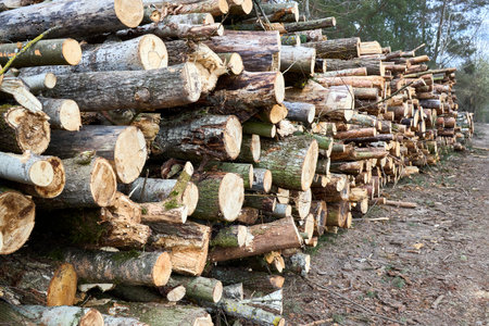 Piles logs of pine trees stacked in logging area in spring forest. Deforestation and forest destruction concept. Timber harvesting. Selective focus shot with copy spaceの写真素材
