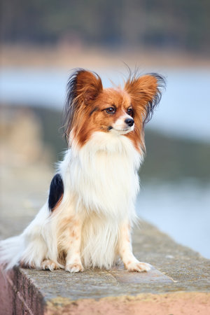 Tricolor papillon dog seating on a bank of lake close-up in evening sunbeams, toy continental spaniel over out of focus background with copyspaceの写真素材