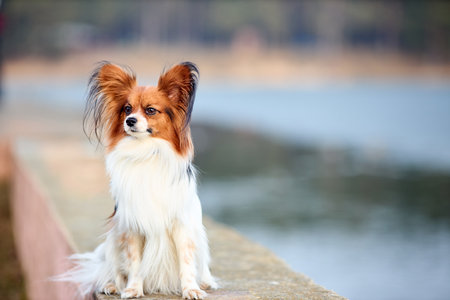 Tricolor papillon dog seating on a bank of lake close-up in evening sunbeams, toy continental spaniel over out of focus background with copyspaceの写真素材