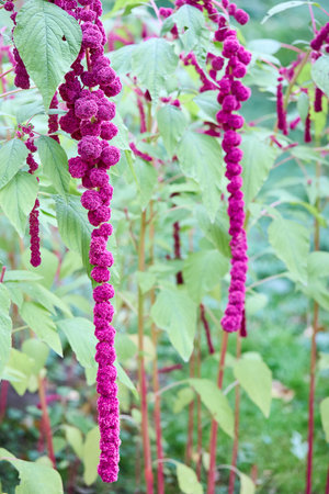 Amaranthus caudatus or Amaranthus edulis, mantegazzianus annual flowering plant. Names such as love lies bleeding, pendant amaranth, tassel flower, velvet flower, foxtail amaranth quelite.の写真素材