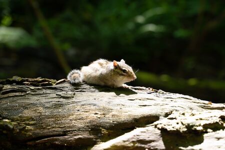 Squirrelの写真素材