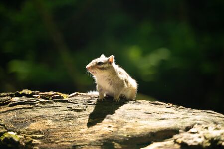 Squirrelの写真素材
